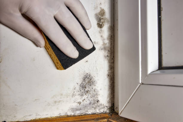 Best Asbestos and Lead Testing During Mold Inspection  in Shelton, CT